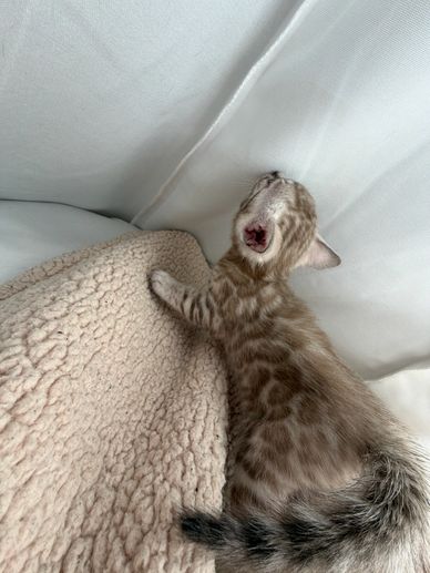 A small spotted kitten yawns while lying on a soft blanket and cushions.