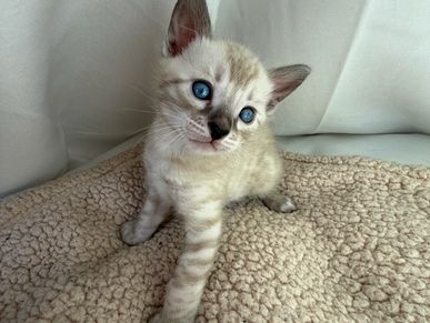Cute blue-eyed kitten sitting on a beige textured blanket.