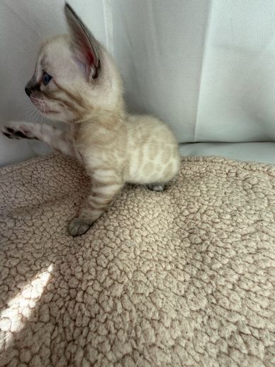 A small spotted kitten reaching out with its paw on a soft textured blanket.