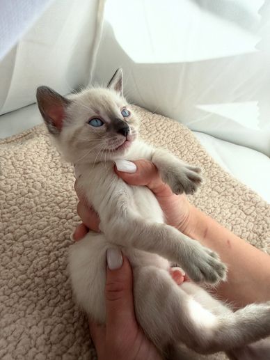 A person gently holding a small Siamese kitten with blue eyes.