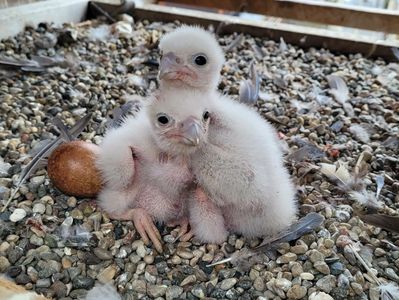 Two fluffy baby birds huddled together on rocky ground near an egg.