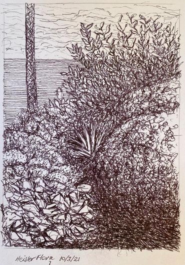 A rabbit is hiding somewhere under these flowering plants in Heisler Park. 5"x7" pen on paper.