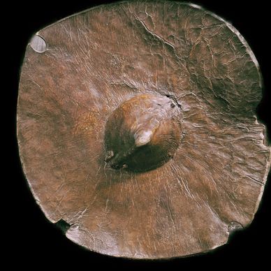Shield, Beja tribe , Sudan, made of animal hide, it has minor wear and tear on tone side as depicte