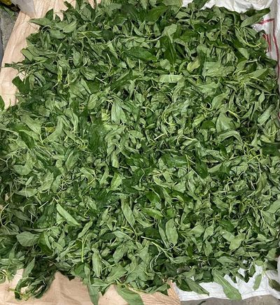 Jute tea is a delicious and healthy beverage that is easy to make and offers numerous health benefit