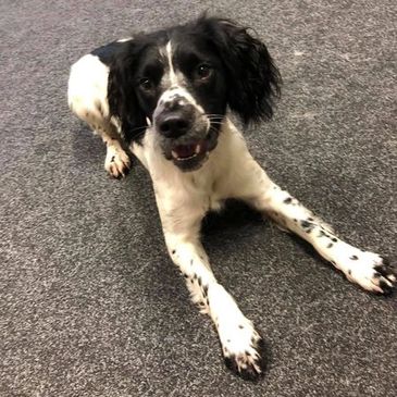 "Sarah has worked with River my springer spaniel since she was 4 months old. She has elbow dysplasia