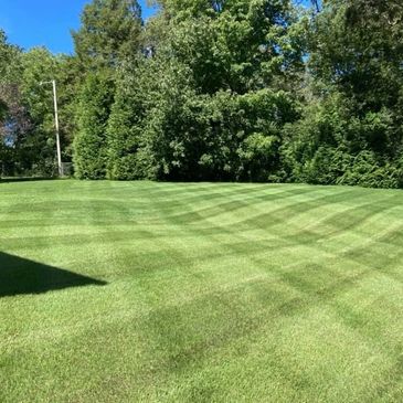Well-manicured lawn with striped mowing pattern under clear blue sky.