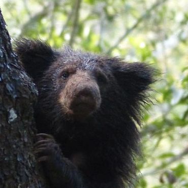 Baby Sloth Bear