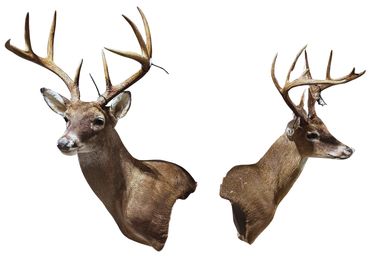 Two mounted deer heads with large antlers displayed on a white background.