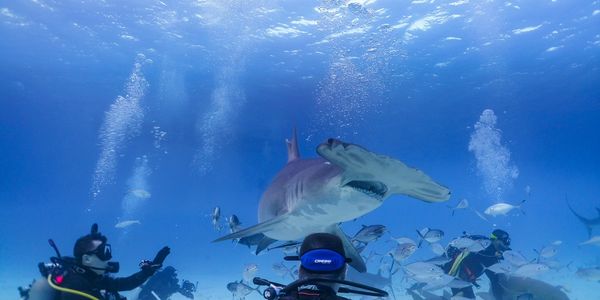 great hammer head shark dive in Bimini