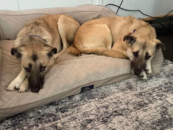 Two tan dogs resting closely together on a beige dog bed.
