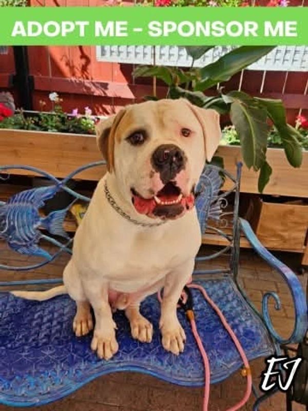 Friendly dog sitting on a blue bench with adopt me sponsor me text.