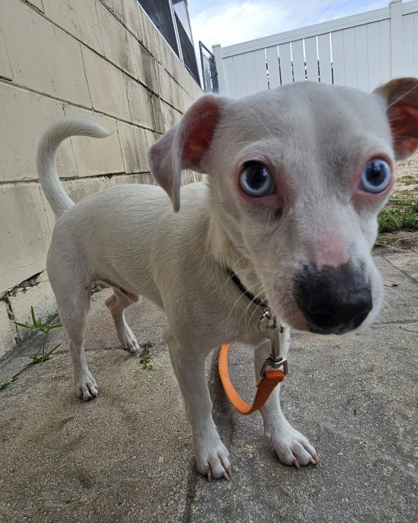 Close-up of a small white dog with striking blue eyes outside.