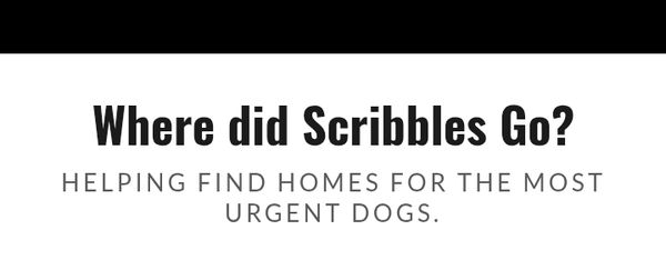 Wheredidscribblesgo helping find homes for the most urgent dogs