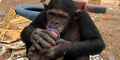 Chimpanzé Manuela antes do resgate