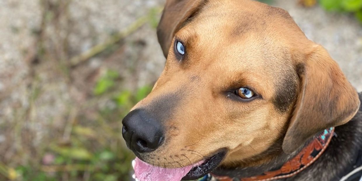 Close-up of a dog with striking blue eyes and a brown coat.