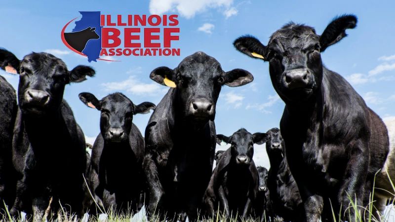 group of cattle in field with overlay of Illinois Beef Association