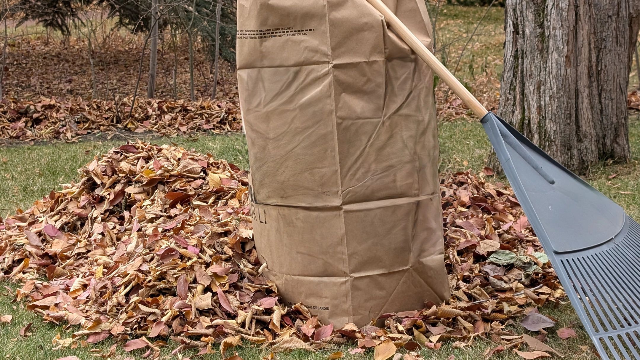 Leaf cleanup services