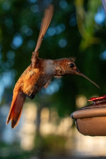 Momma Rusty the hummingbird photos during a sunset. Check out every feather in these detailed photos