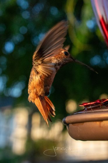 Momma Rusty the hummingbird photos during a sunset. Check out every feather in these detailed photos
