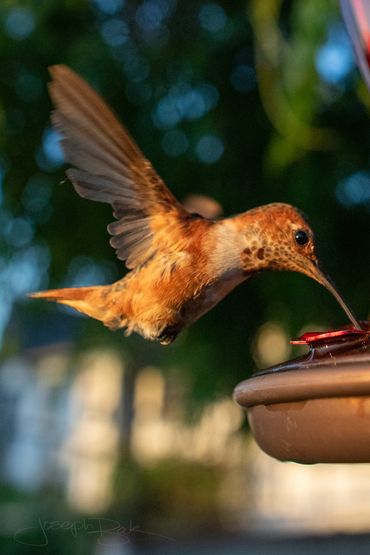 Momma Rusty the hummingbird photos during a sunset. Check out every feather in these detailed photos