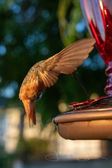 Momma Rusty the hummingbird photos during a sunset. Check out every feather in these detailed photos