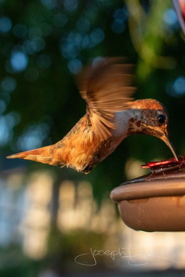 Momma Rusty the hummingbird photos during a sunset. Check out every feather in these detailed photos