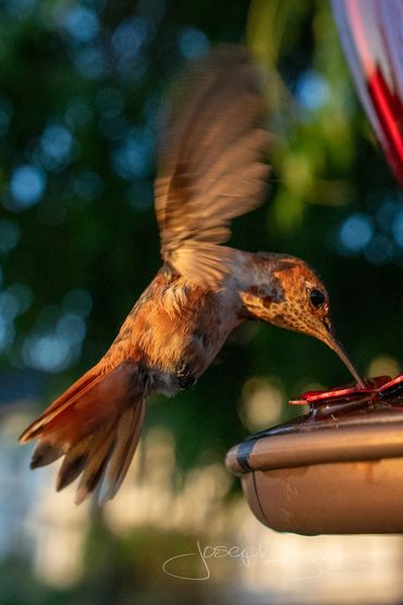 Momma Rusty the hummingbird photos during a sunset. Check out every feather in these detailed photos