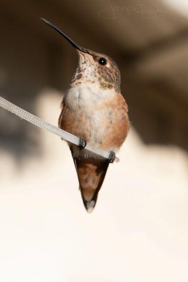 Pico the Hummingbird is one of the babies of Momma Rusty. You can see her adult feathers coming in!