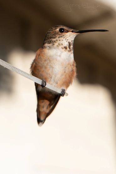 Pico is one of Rusty's baby hummingbirds. Her adult feathers are coming in!