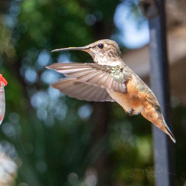 Amazing action photos of Pico the hummingbird capturing every colorful detail and feather!