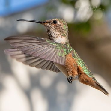 Amazing action photos of Pico the hummingbird capturing every colorful detail and feather!