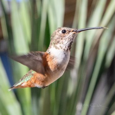 Amazing action photos of Pico the hummingbird capturing every colorful detail and feather!