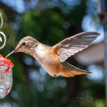 Amazing action photos of Pico the hummingbird capturing every colorful detail and feather!