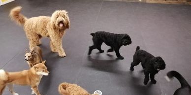 Indoor doggy daycare keeps the pups cool in the summer and warm in the winter 