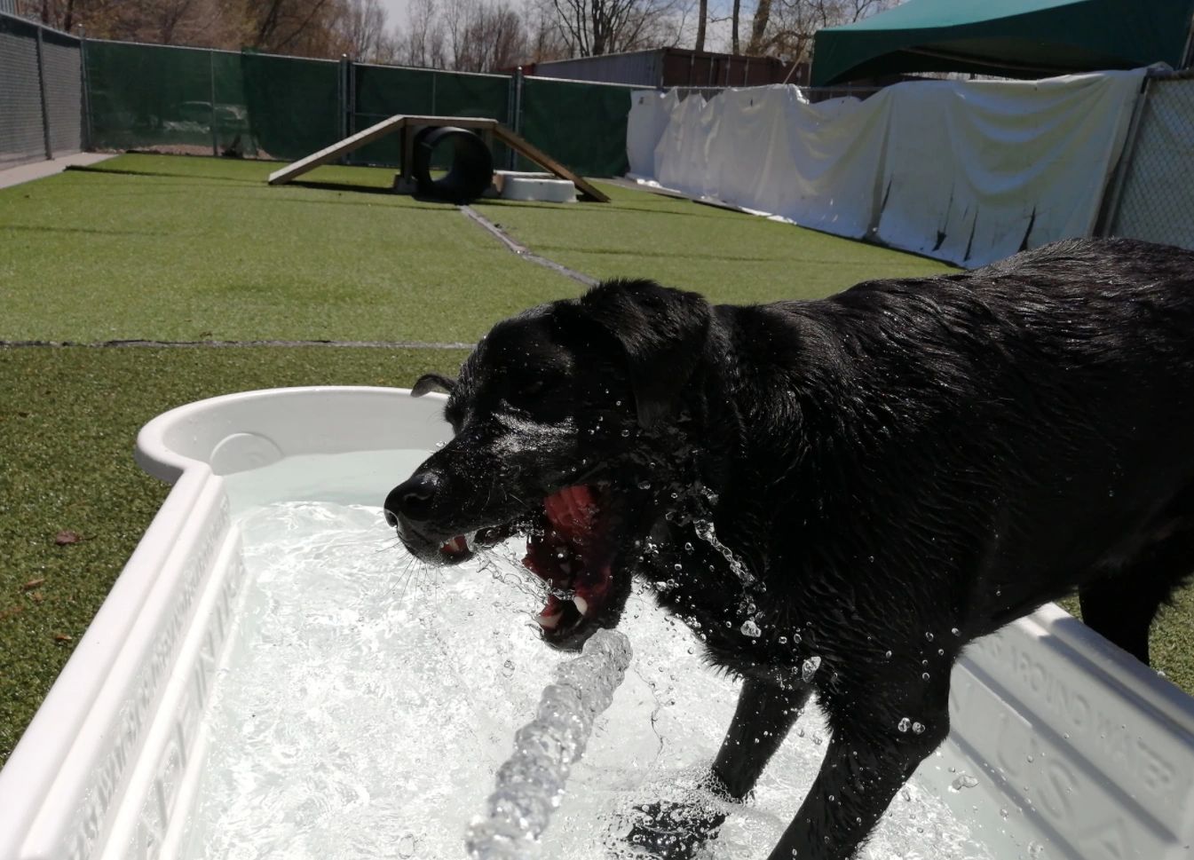 Getting ready for a Pawsitive Pool Party!!!!