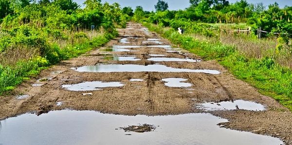A muddy dirt road filled with multiple puddles and surrounded by green vegetation.
