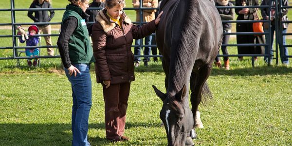 equine therapy retreats workshops