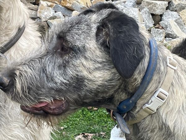 Close-up of a brindle dog with a blue collar in a rocky outdoor area.