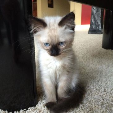 A fluffy kitten with blue eyes sitting on a carpet.