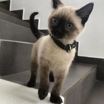 Curious Siamese kitten on stairs.