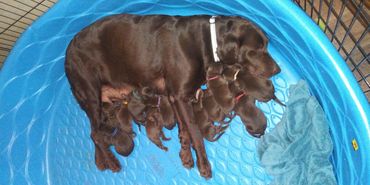 Bella's first litter