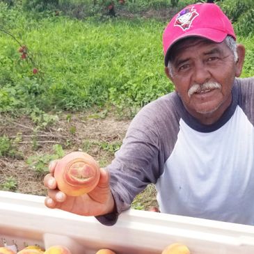 J. Durbin Farms Chilton County Peaches Upick strawberry Buy Local Alabama Peaches 