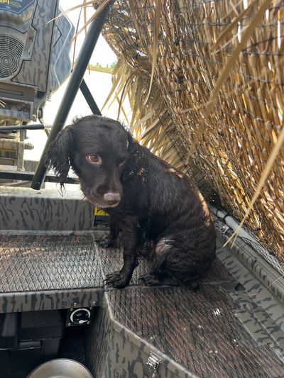 Lady Kapena sitting eating on ducks.