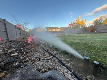 A garden sprinkler watering a lawn with a clear blue sky and fenced backyard.