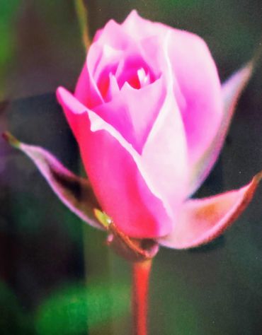 Hot Springs Village photographs, RE/MAX of Hot Springs Village, Lu Otto Gallery