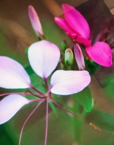 Hot Springs Village photographs, RE/MAX of Hot Springs Village, Lu Otto Gallery