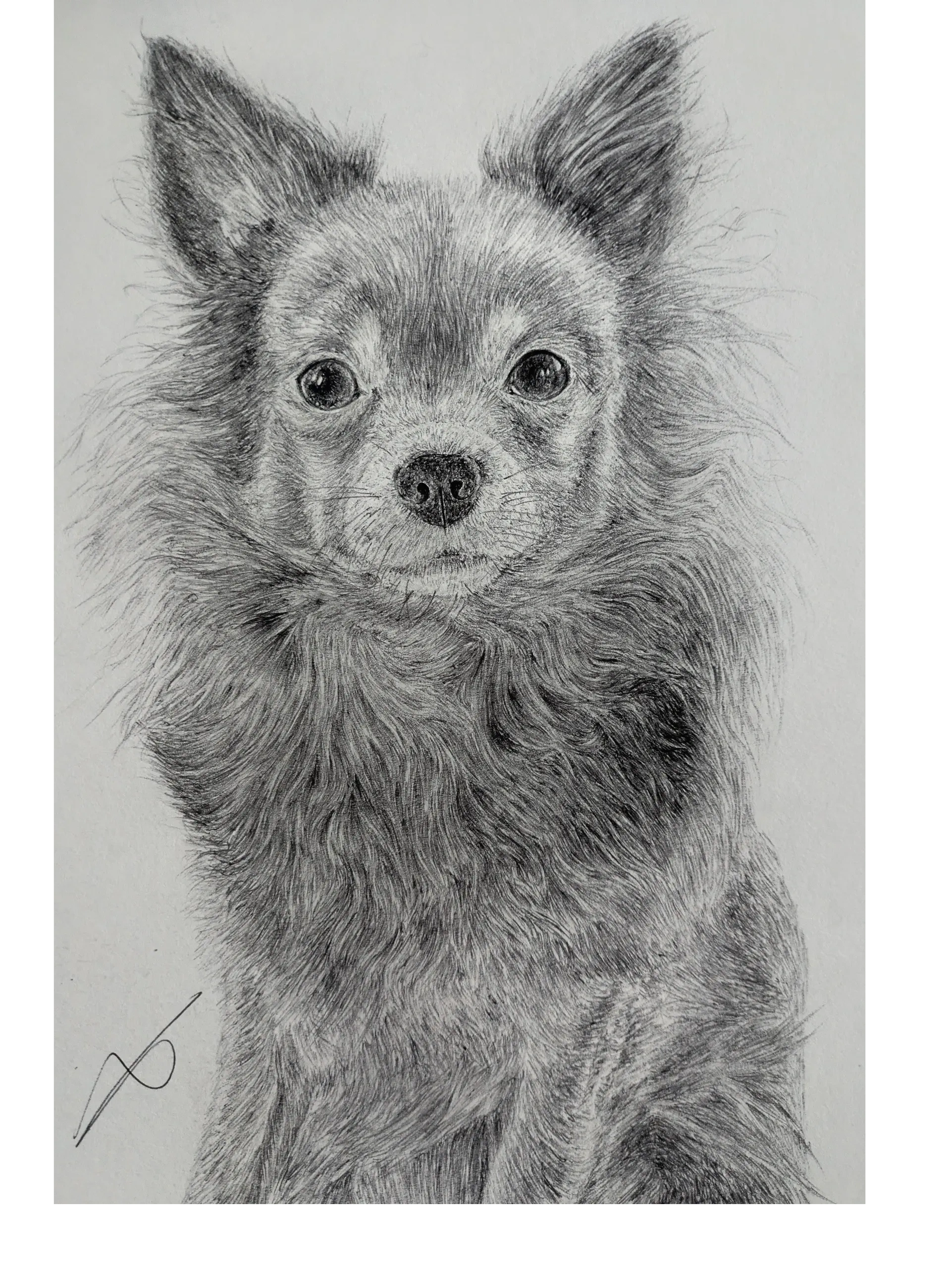 Detailed pencil drawing of a fluffy dog with expressive eyes.