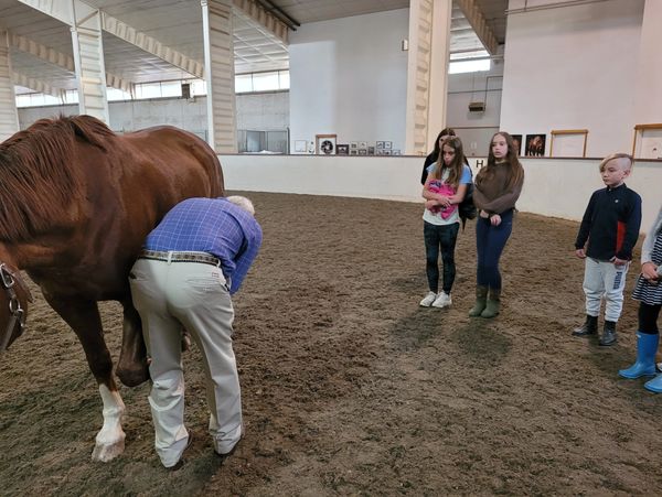 horse vet teaching what a healthy horse looks like