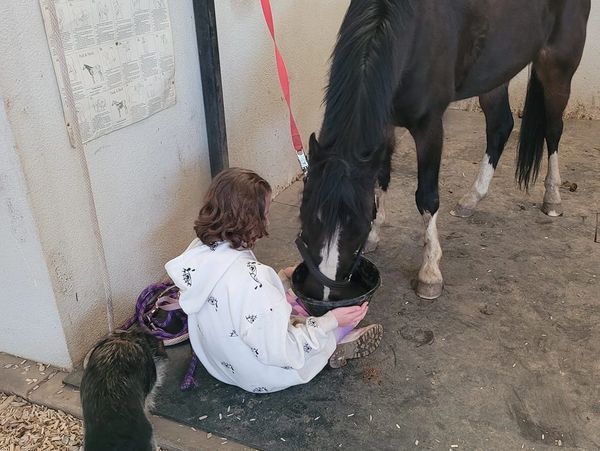 horse care and horse welfare