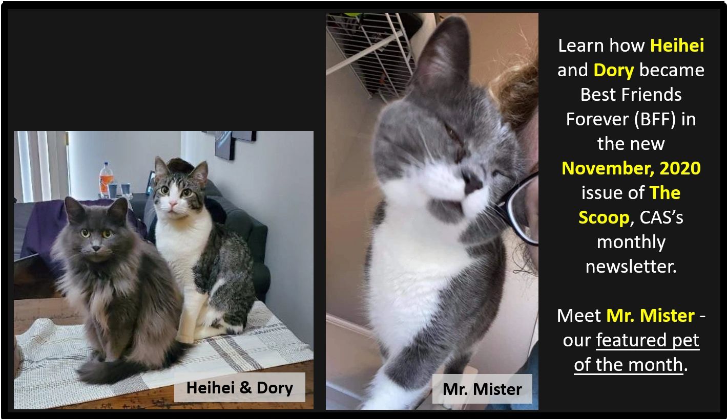 Three cats